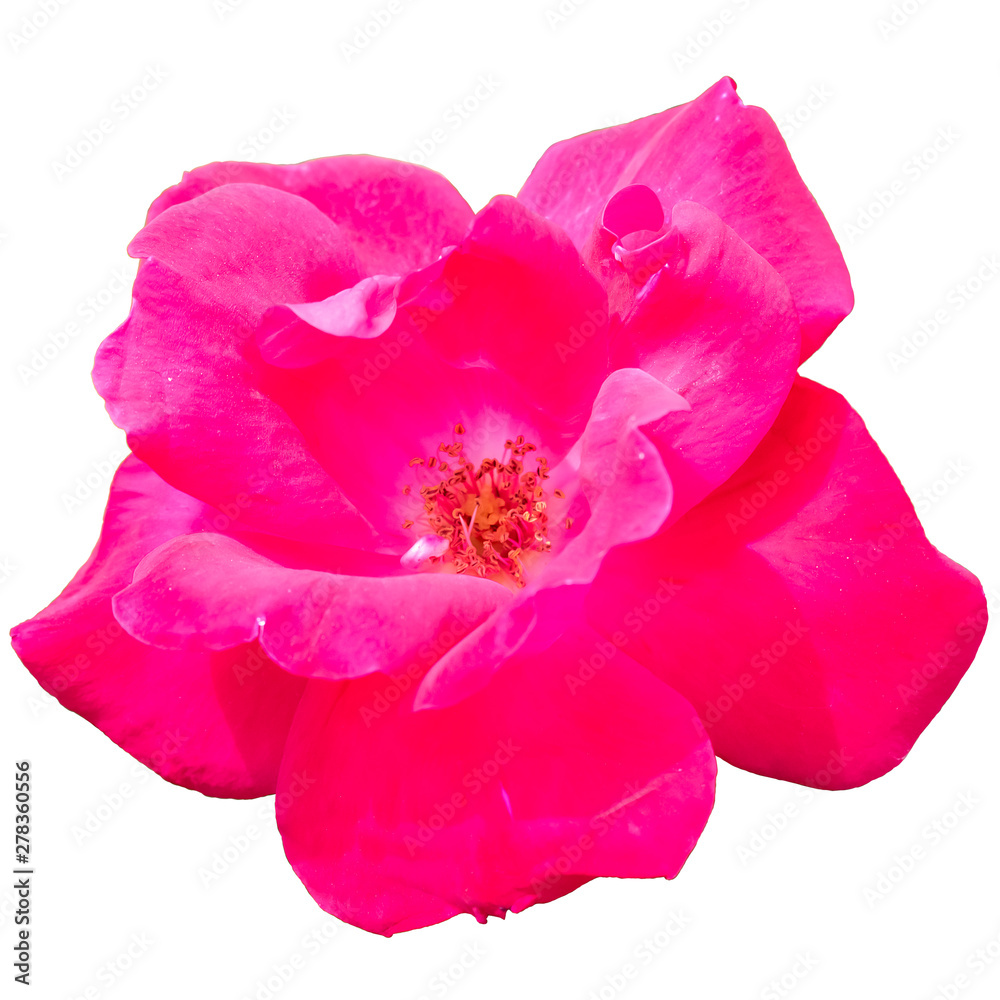 Beautiful bright blooming red rose isolated on white background, close up