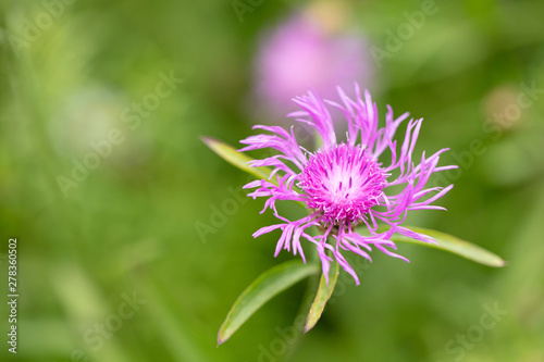 Rosa Blume auf einer Wiese