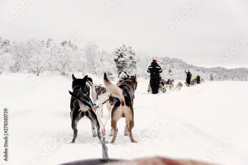 Team of huskies runing, view from sled
