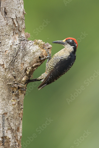 Black-cheeked woodpecker on tree trunk