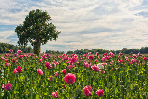 Wallpaper Mural Backmohnfeld  Back poppy Torontodigital.ca