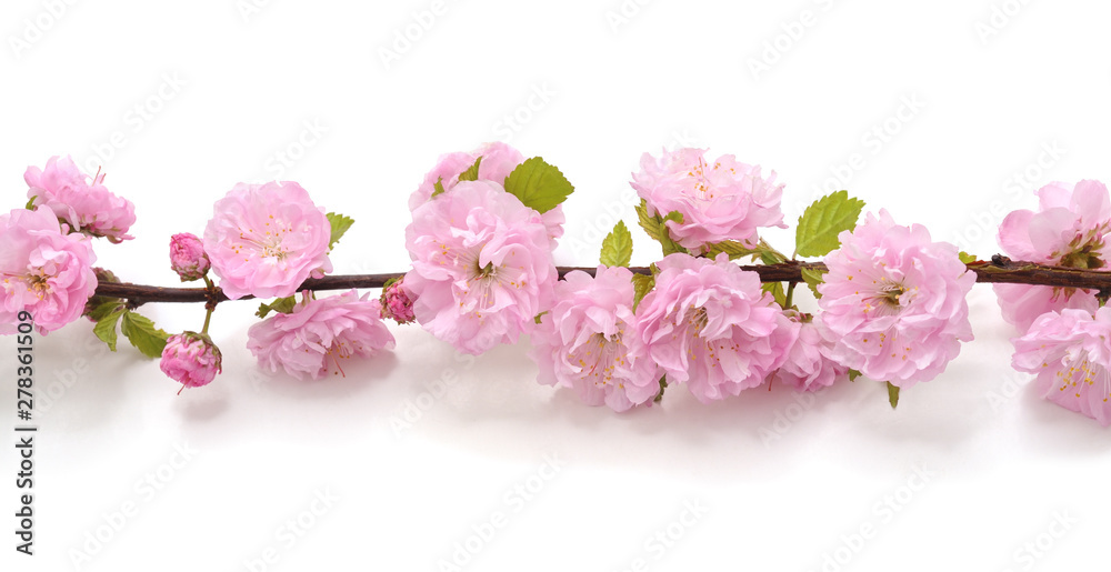 Pink flower on a branch.