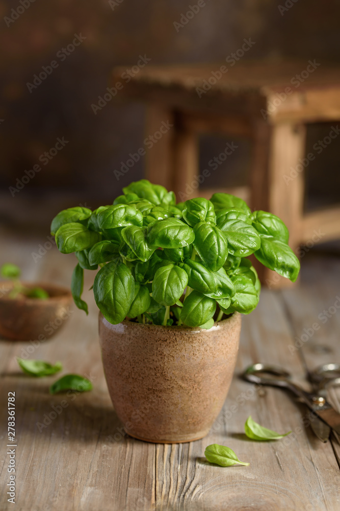 Fresh organic basil in a pot. Home grown basil. Selective focus Fresh organic basil in a pot. Home grown basil. Selective focus