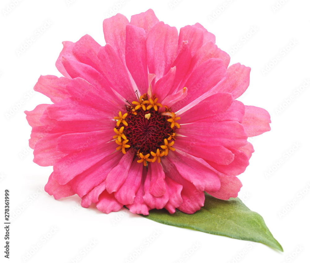 Beautiful pink flower. Beautiful pink flower.