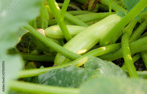 zucchini in the garden