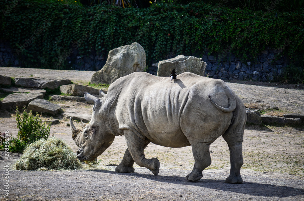 Fototapeta premium Rhino
