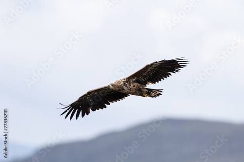 Seeadler