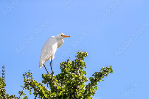 Cattle egret perched on an acacia tree in the Masai Mara