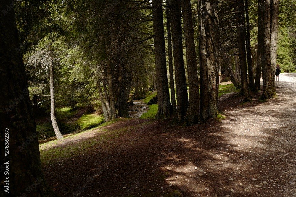 Obraz premium trees clustered together