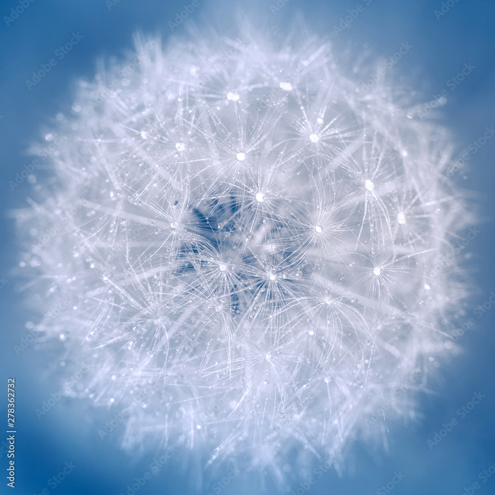 Obraz premium Aethereal dandelion close up with drops blue and white