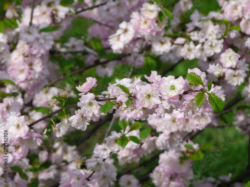 Flowering branches of pink almond