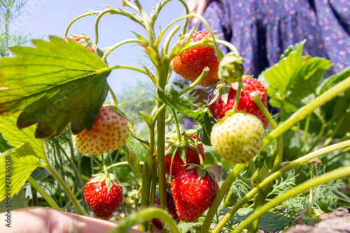 Collect strawberries. Red delicious fresh berries grow in the garden on the bush