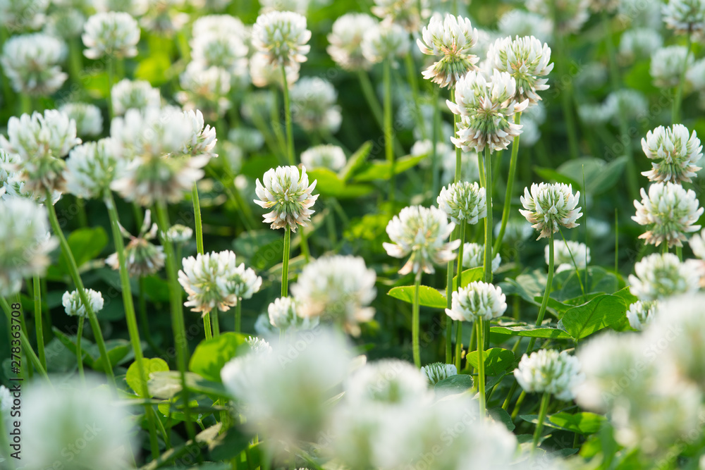 Flowering white clover. Clover background. Flowering white clover. Clover background.