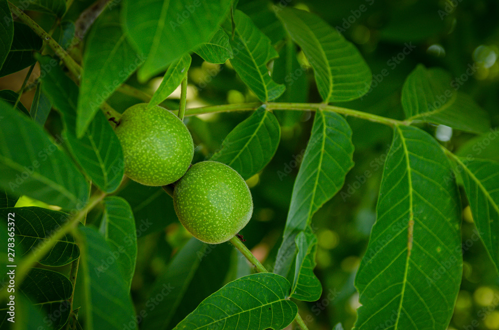 Green walnut fruit