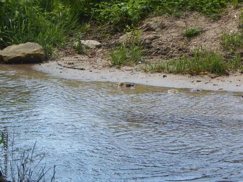 little lake in forest