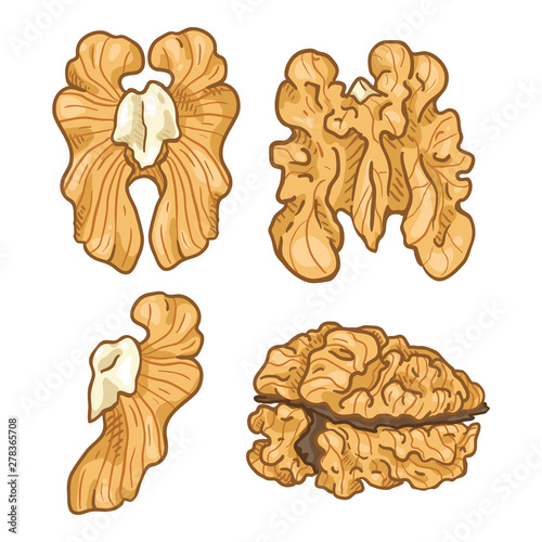 Vector Set of Cartoon Color Peeled Walnuts