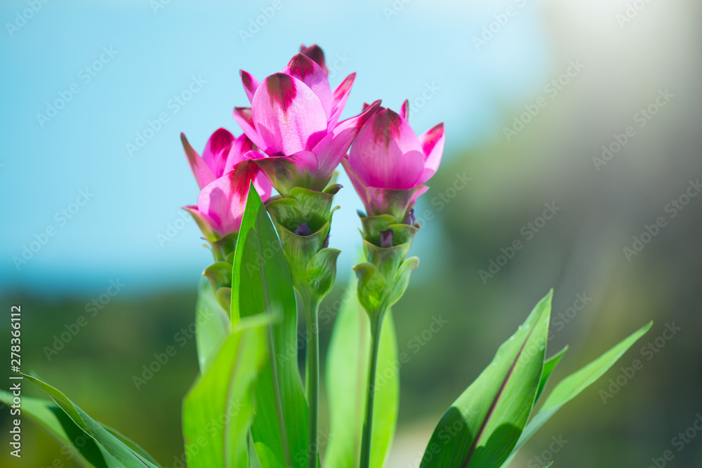 Curcuma plant blooming outdoors. Flowers of growing Turmeric plant. Siam tulip, Alismatifolia flower Curcuma plant blooming outdoors. Flowers of growing Turmeric plant. Siam tulip, Alismatifolia flower