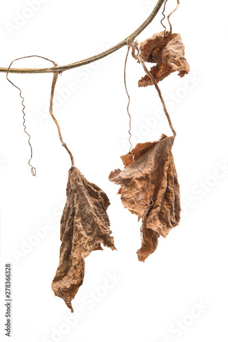 Branch of dried pumpkin leaf isolated on white background