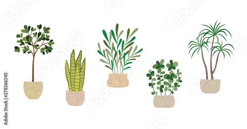 Set of vector house indoor plants  potted plants collection on white background.