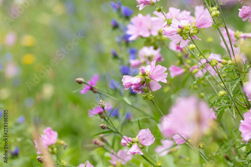 Blumenwiese mit blau und rosa Blumen