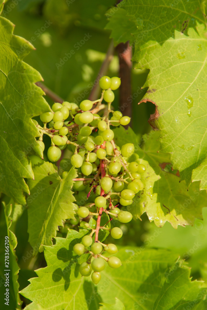 green bunch of grapes on a branch green bunch of grapes on a branch