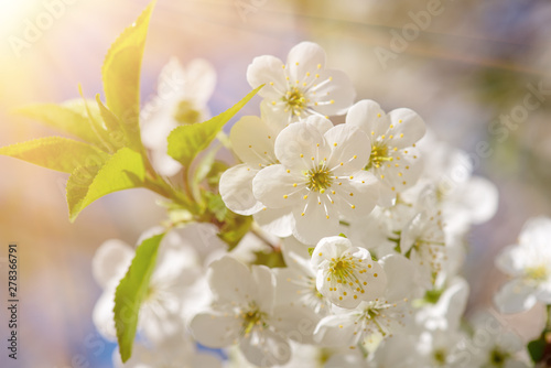 Cherry flowers frame