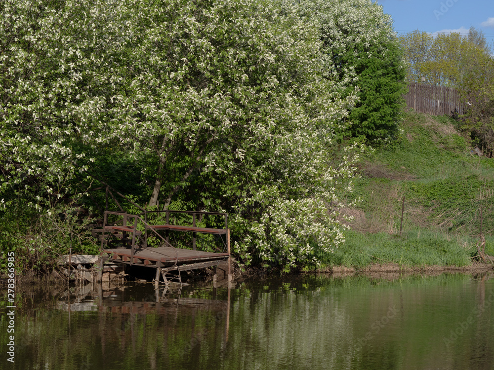 Landscape of nature growing trees near the water     Rural landscape of growing trees near the river summer day