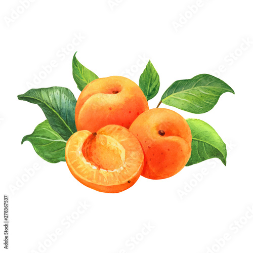 Apricot watercolor illustration