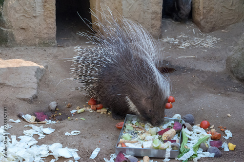 Porcupine eating beetroot outside in the paddock.