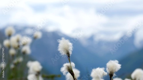 White flowers and mountains in background. Norway landscape. Norwegian national tourist scenic route Gamle Strynefjellsvegen from Grotli to Videseter photo