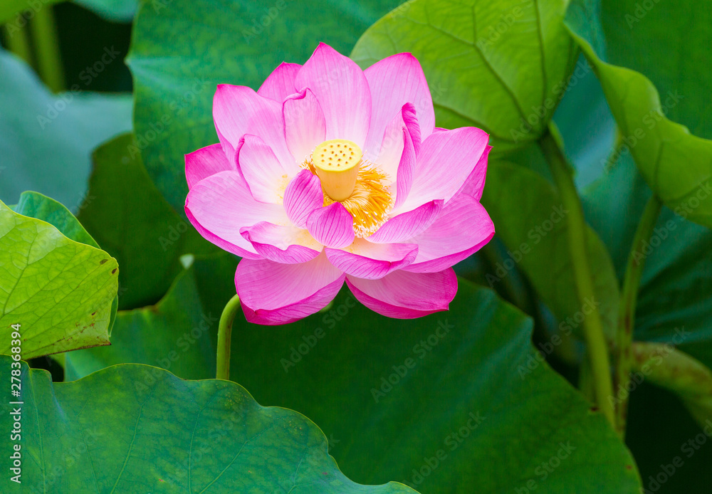 横浜三渓園の蓮の花