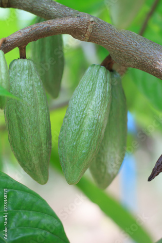 Green Cacao grow on tree © prapholl