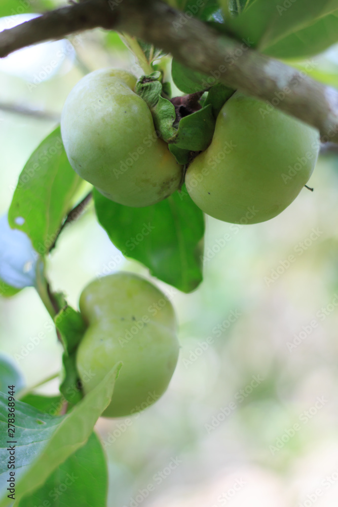Green persimmon grow on a tree Green persimmon grow on a tree