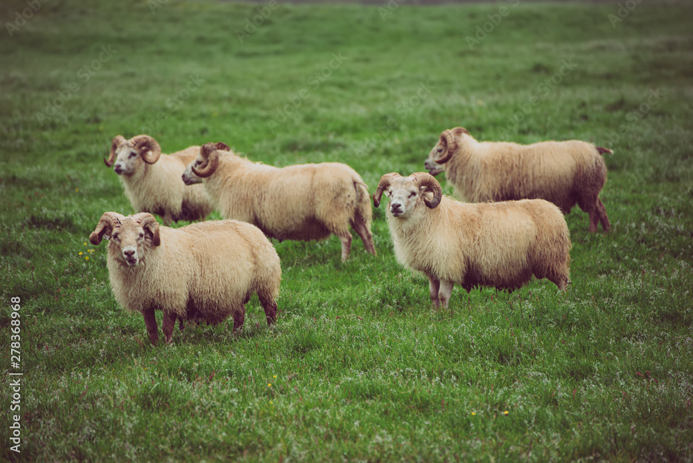 Fototapeta premium Sheep grazing in Iceland