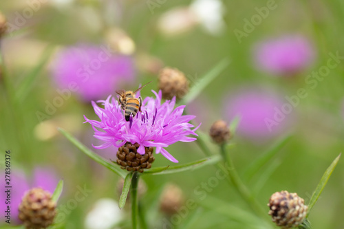 Biene auf rosa Flockenblume