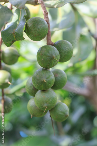 Group of Green macadamia nut grow on a tree