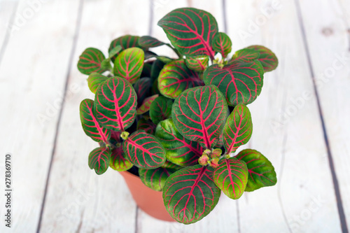 Red hypoestes phyllostachya plant