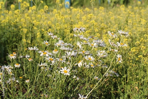 Chamomile perennial garden
