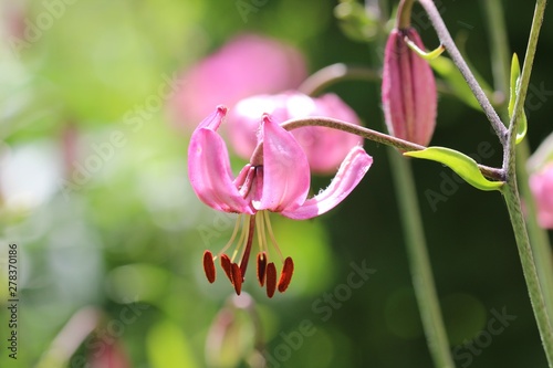 Seed lily - perennial bulbous plant