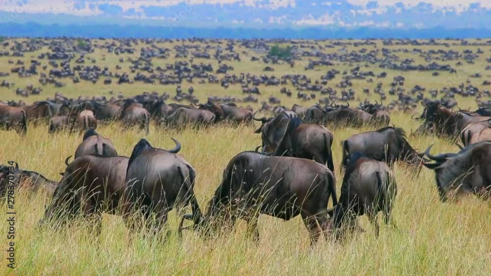 Great Wildebeest Migration Panoramic Scene Great Wildebeest Migration Panoramic Scene