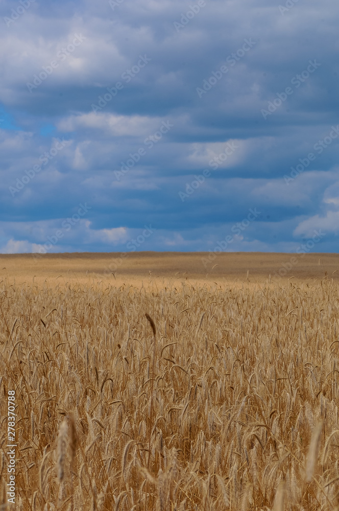 spikelets of wheat in a field against the sky