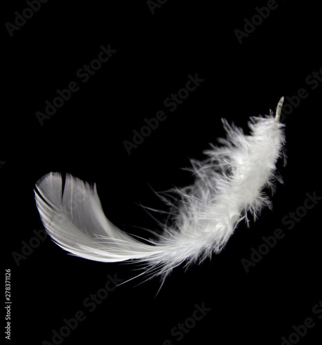 single white feather isolated on black background.