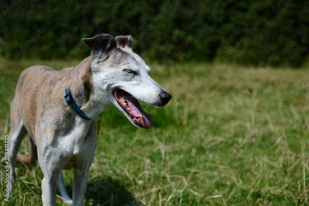 lurcher panting in field lurcher panting in field