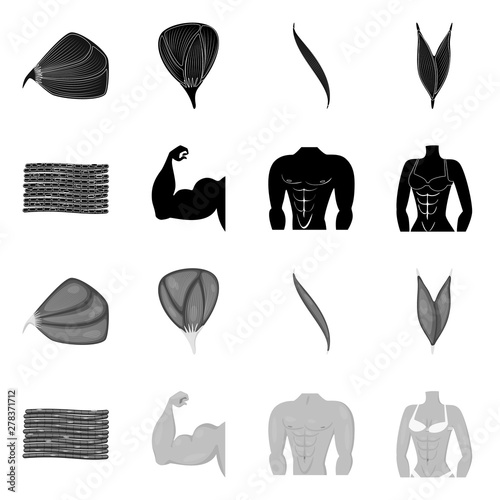 Vector design of fiber and muscular symbol. Set of fiber and body vector icon for stock.
