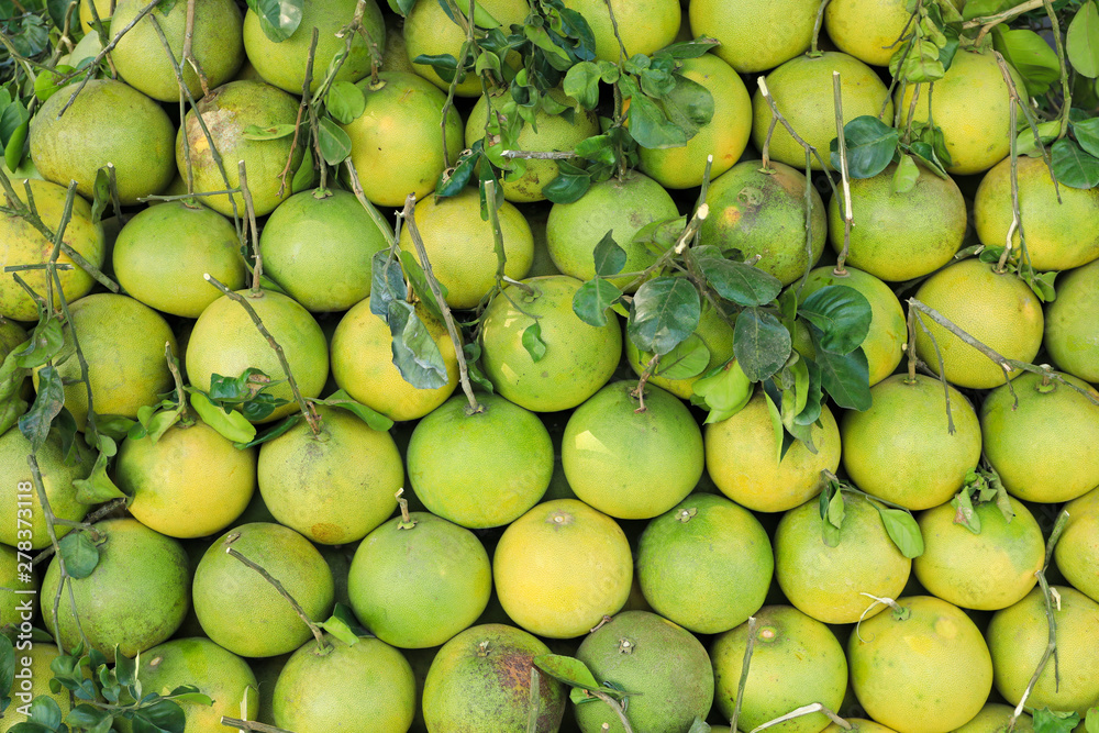 Big Pomelo fruit or Grapefruit a large, round, citrus fruit with an acid, juicy pulp. Big Pomelo fruit or Grapefruit a large, round, citrus fruit with an acid, juicy pulp.