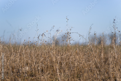 Closeup dry field grass on blurred background. Minimal depth of field. Early spring on photo.