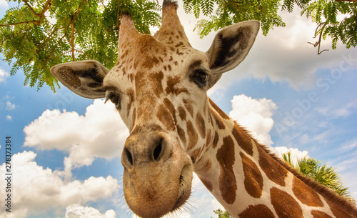 Giraffe Staring at me photo