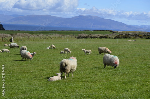grazing sheep © Lorie Smith