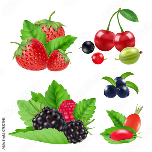 Realistic garden and wild berries. Blackberry, raspberry, blueberry, cherry vector collection. Set of berry, bilberry and blackberry, blueberry and cherry illustration