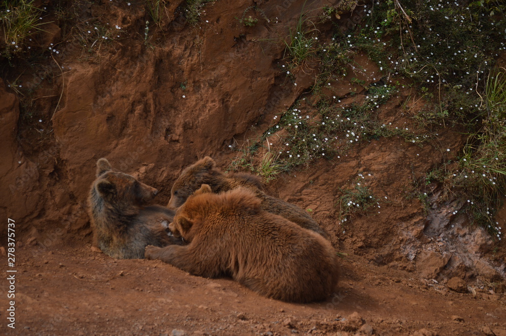 Portrait Of A Couple Of Baby Bear Sucking The Cabarceno Natural Park Old Iron Extraction Mine. August 25, 2013. Cabarceno, Cantabria. Holidays Nature Street Photography Animals Wildlife Portrait Of A Couple Of Baby Bear Sucking The Cabarceno Natural Park Old Iron Extraction Mine. August 25, 2013. Cabarceno, Cantabria. Holidays Nature Street Photography Animals Wildlife